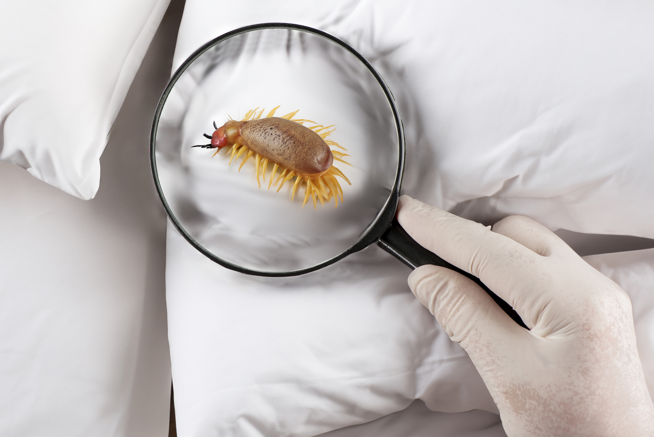 bed-bug-services