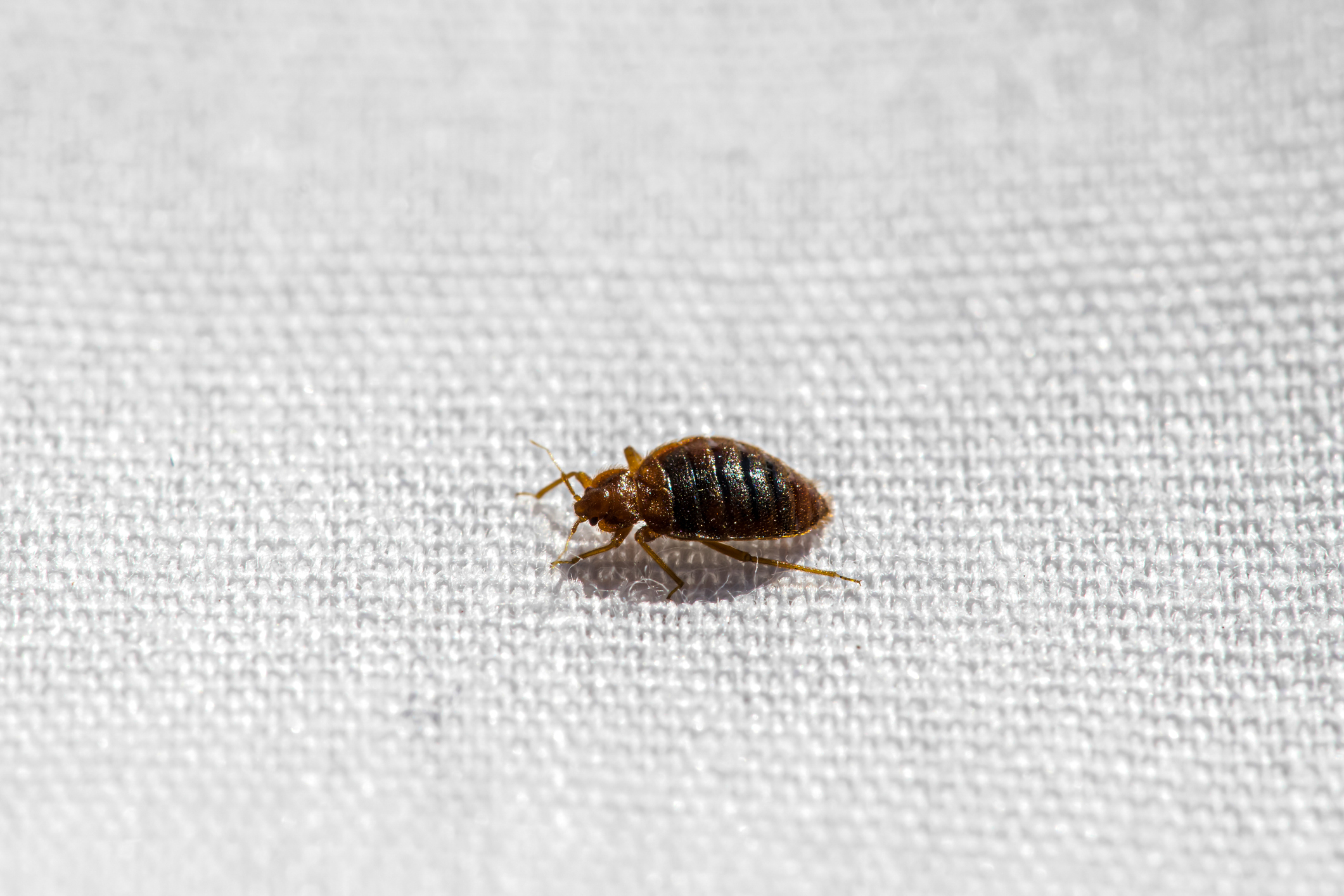 bed bug pest control lakeland mn